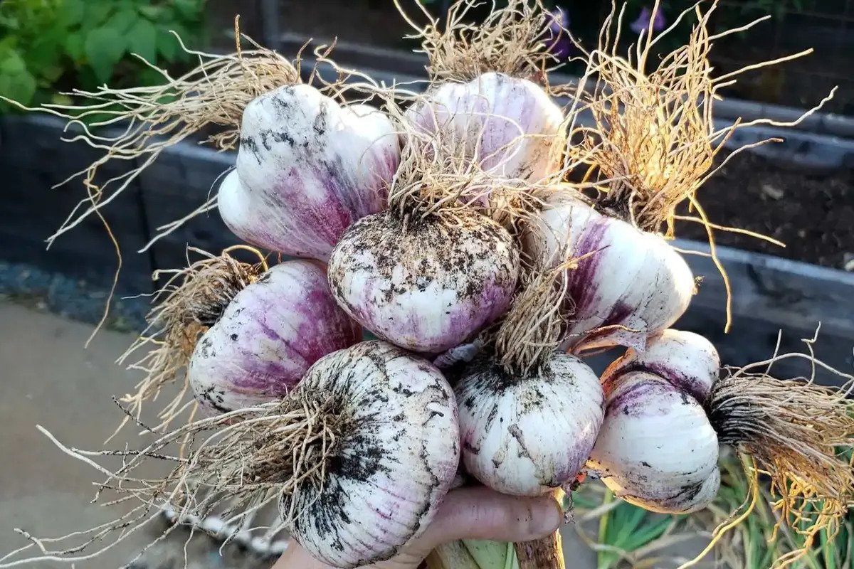What We Learned From Growing Hard Neck Garlic