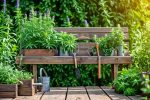 A tranquil country garden showcasing lush CBD hemp plants, essential gardening tools, and rustic wooden containers, bathed in morning light.